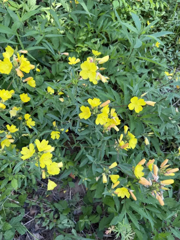 Shrubby evening primrose