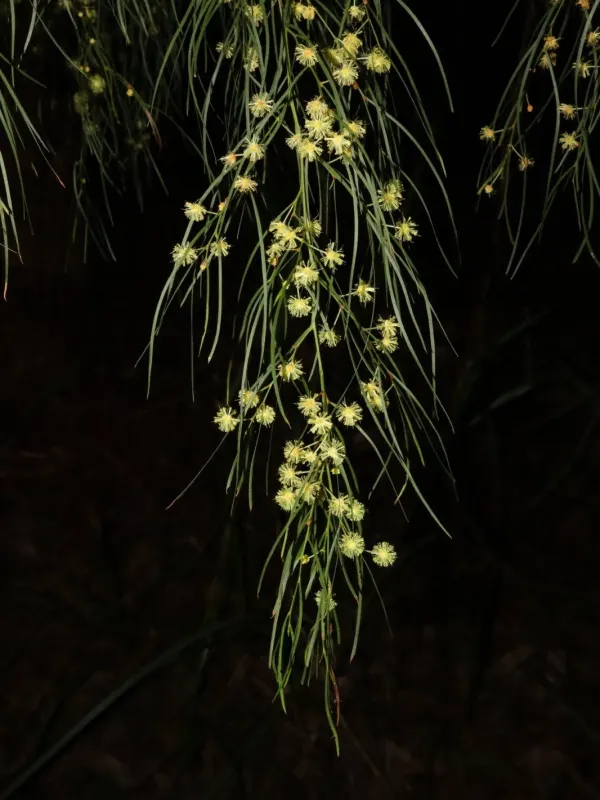 Acacia cognata