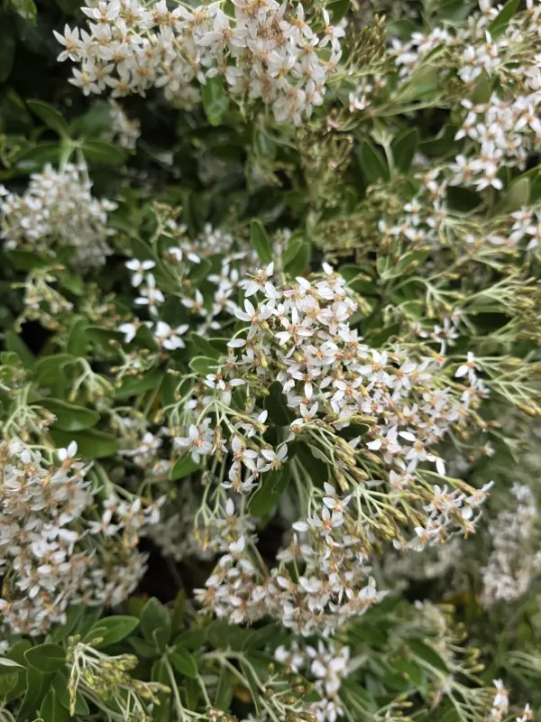 Olearia avicenniifolia