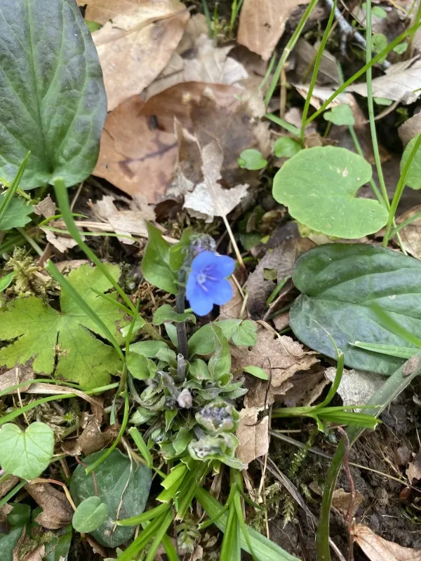 Blue-eyed Mary