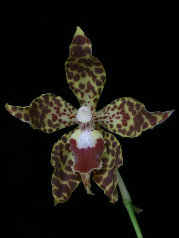 Oncidium schillerianum