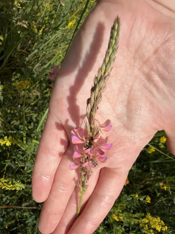 Sand sainfoin