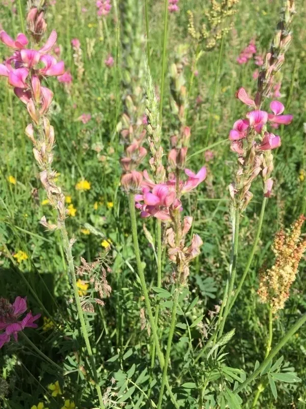Caucasian sainfoin