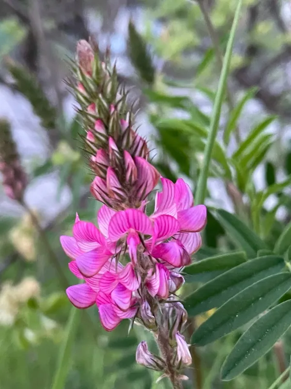Sainfoin