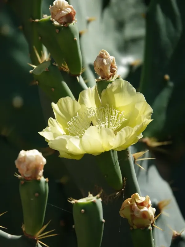 Dillenius prickly pear