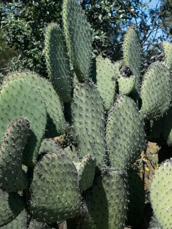 Durango prickly pear