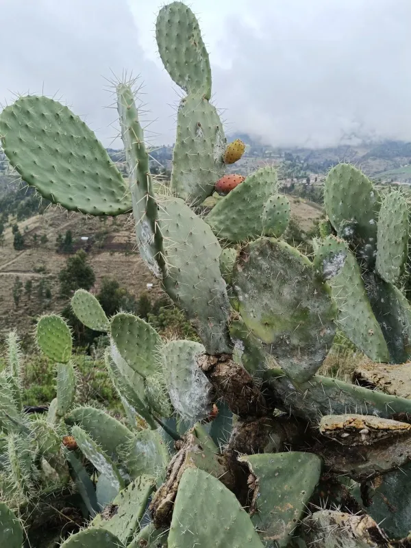 Indian fig opuntia