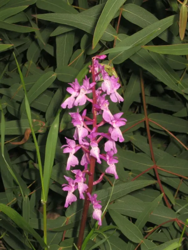 Orchis
