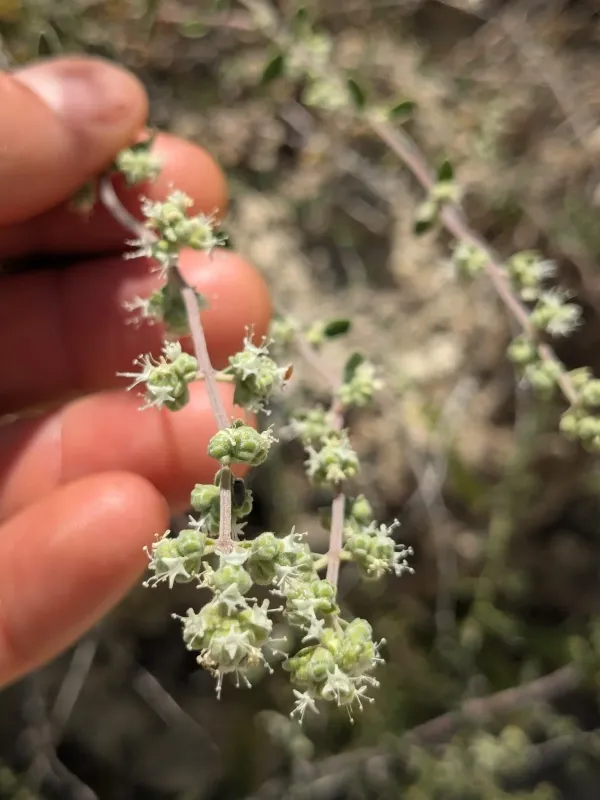 Marjoram