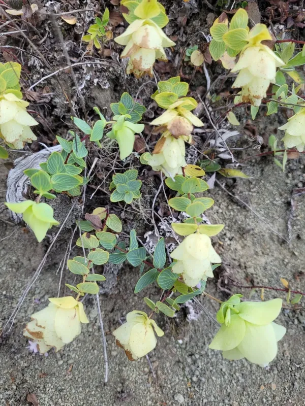 Round-leaved oregano
