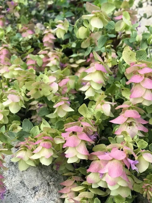 Origanum scabrum