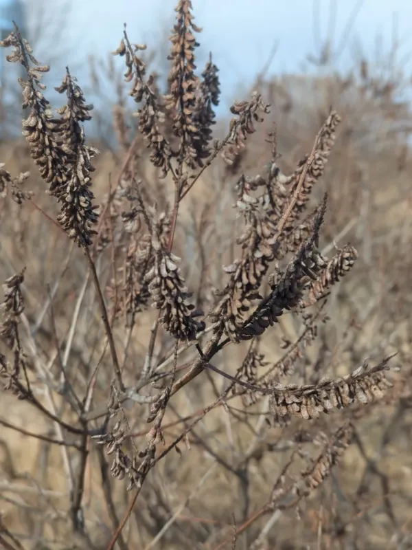 Amorpha croceolanata