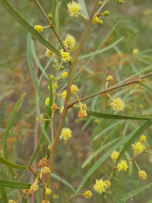 Acacia cognata x Acacia verniciflua