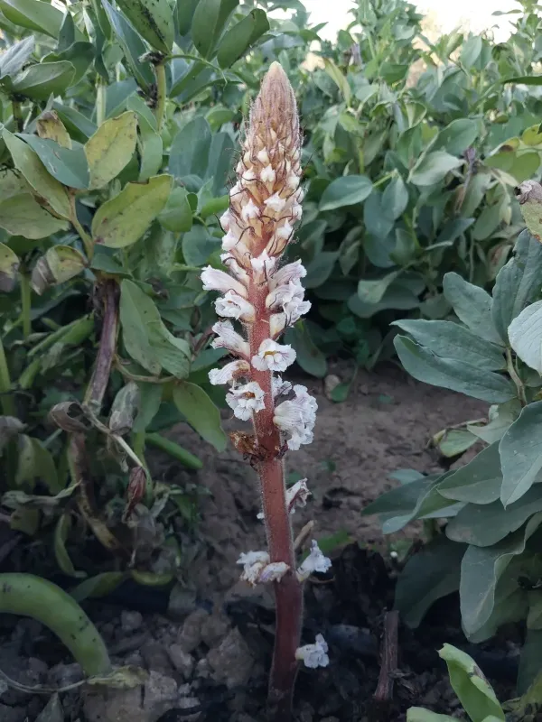 Crenate broomrape