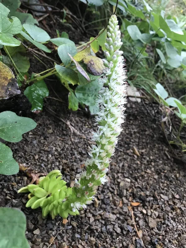 Orostachys japonica