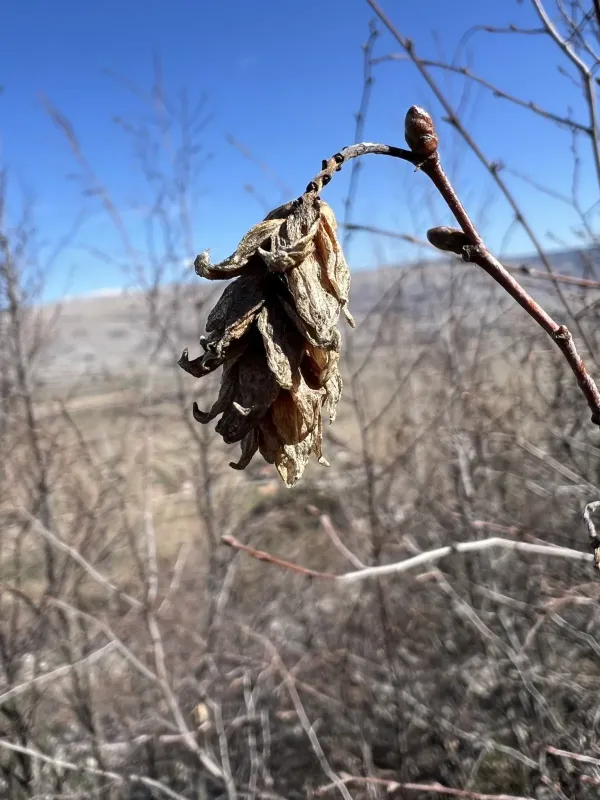 Hop-hornbeam