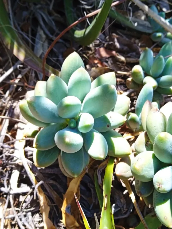 Pachyphytum hookeri x Pachyphytum oviferum