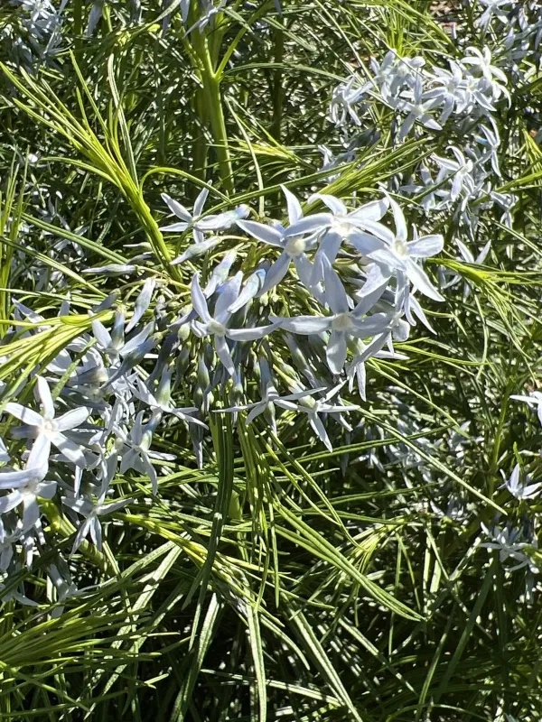 Amsonia hubrichtii
