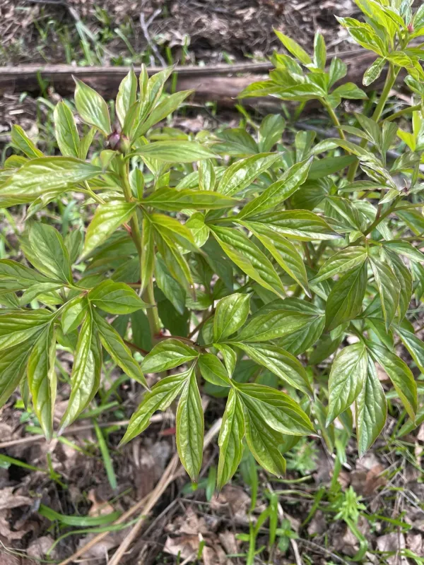 Chinese peony