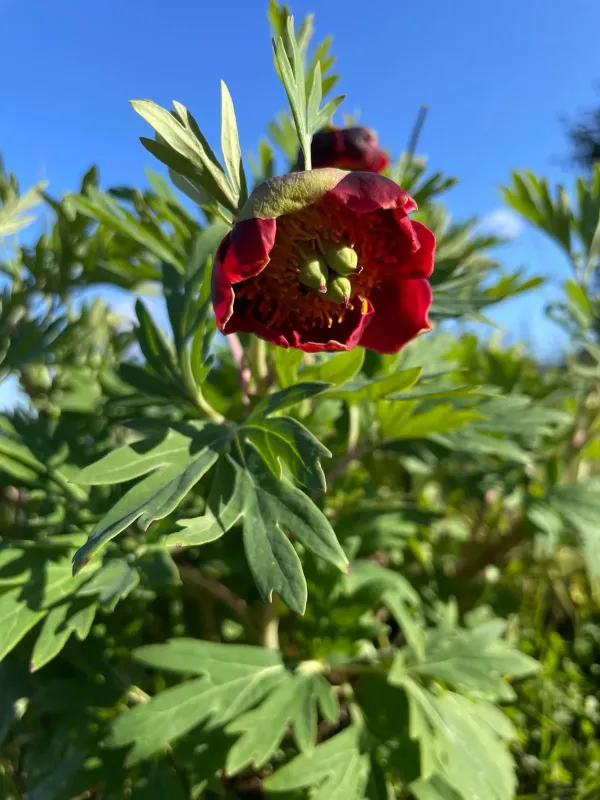 Lemoine peony