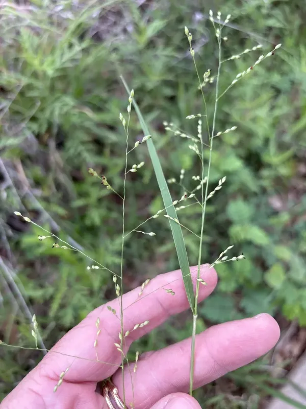 Makarikari grass