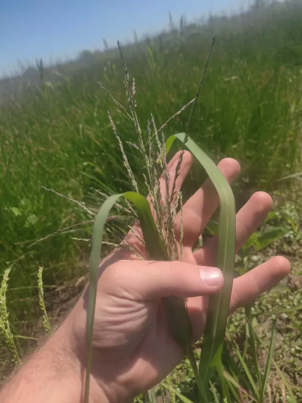 Fall panicum