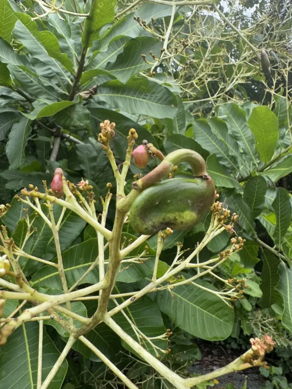 Anacardium excelsum