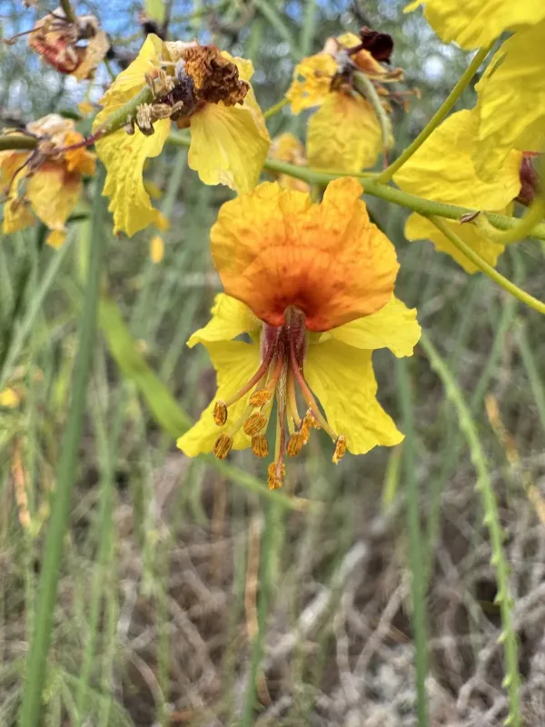 Parkinsonia aculeata