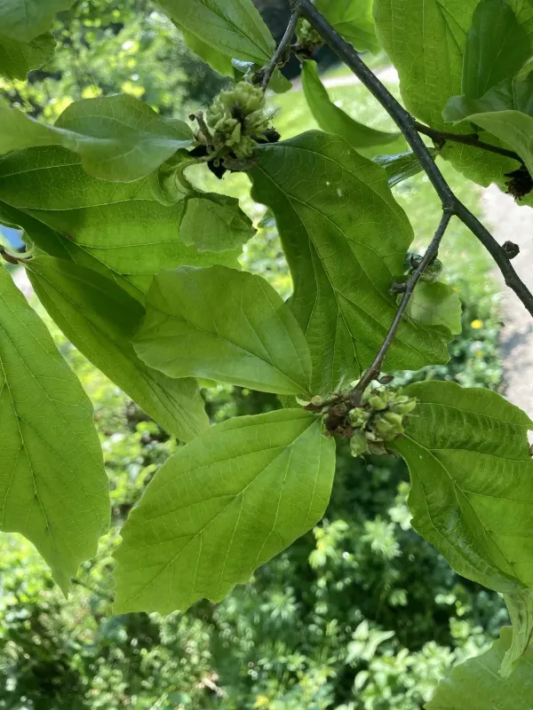 Persian ironwood