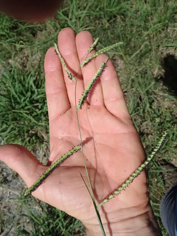 Dallis grass