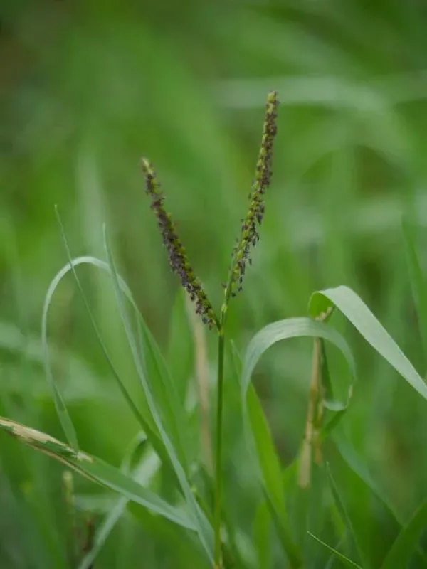 Paspalum fasciculatum
