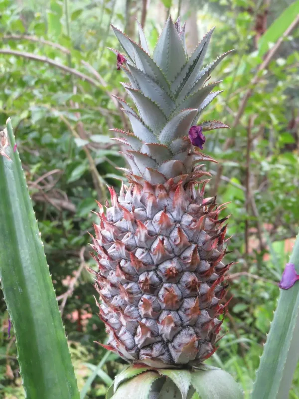 Ananas lucidus