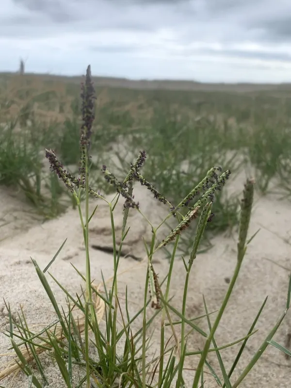 Seashore paspalum