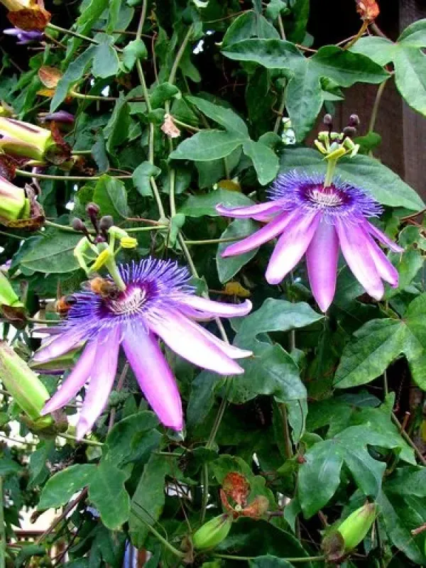 Passiflora amethystina and caerulea hybrid