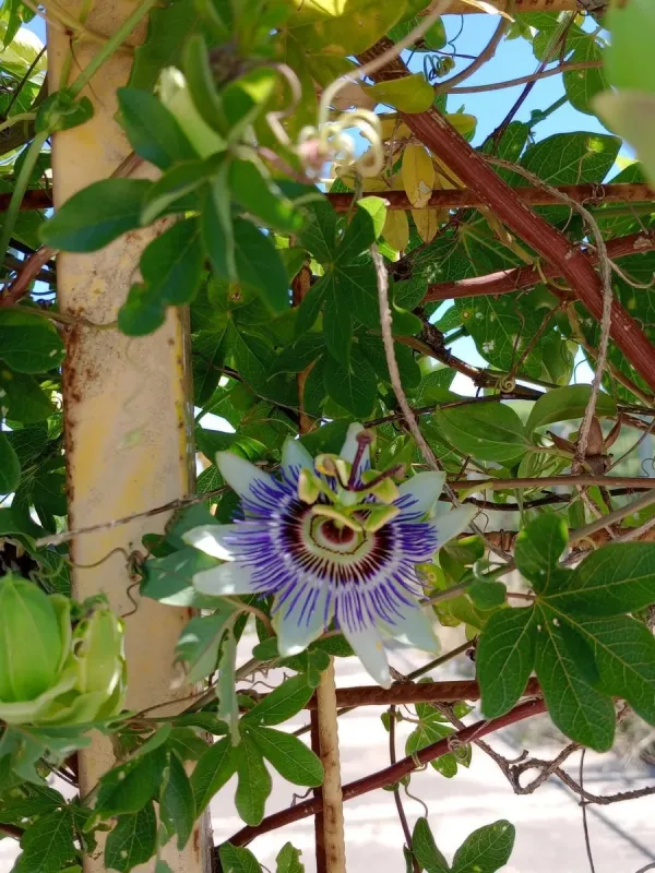 Passiflora x belotii