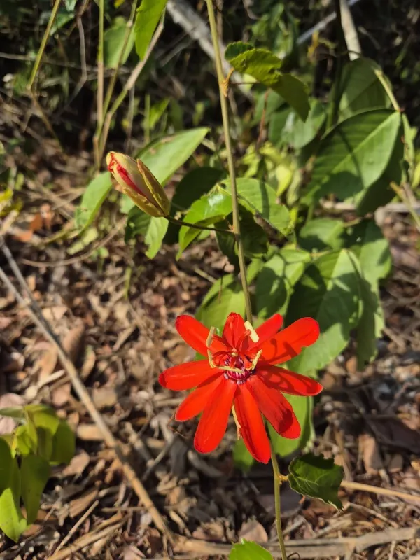 Scarlet passion flower
