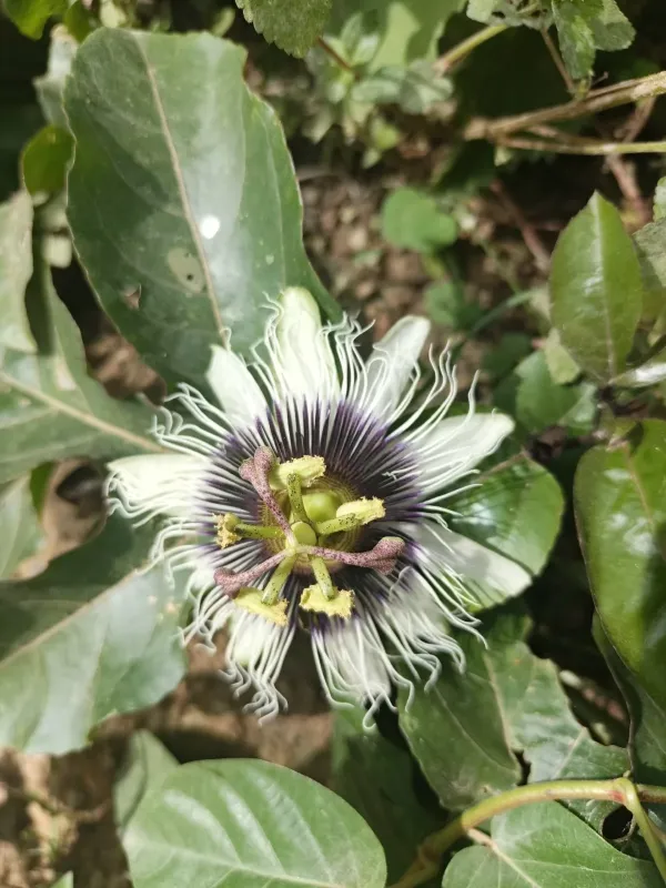 Passion fruit