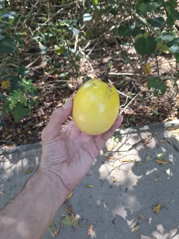 Yellow passion fruit