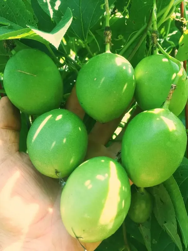 Passion fruit hybrid (Passiflora edulis x Passiflora incarnata)