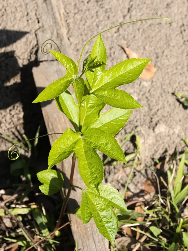 Passion flower