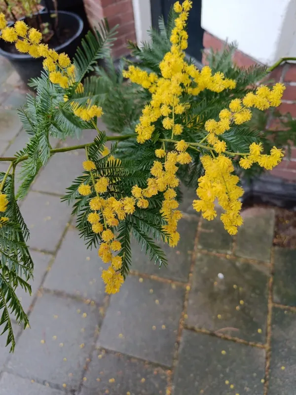 Green wattle