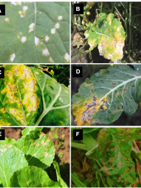 Cercosporella leaf spot