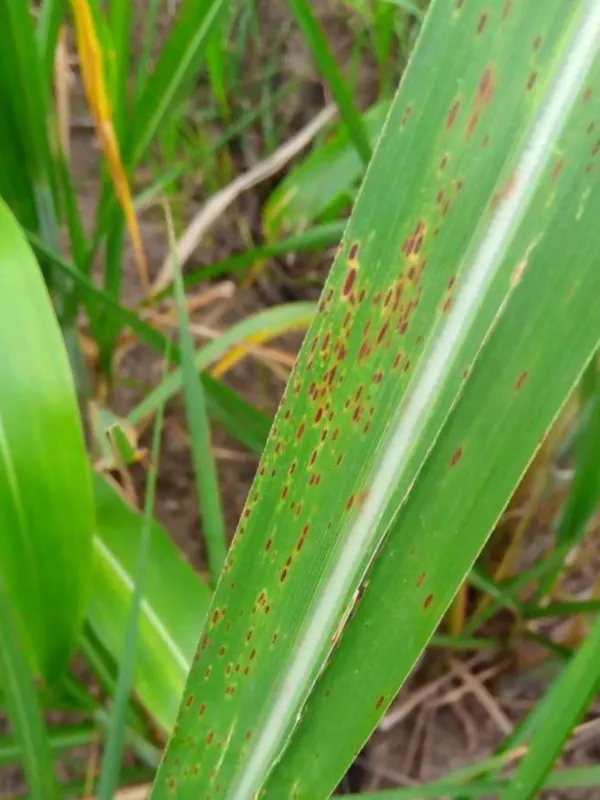 Sugarcane helminthosporiosis