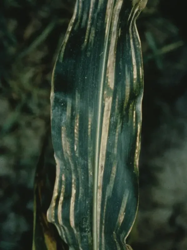 Peronosclerospora spontanea