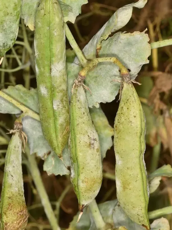 Pea downy mildew