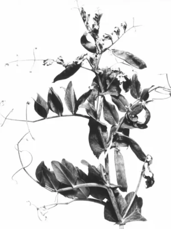 Pea mosaic virus