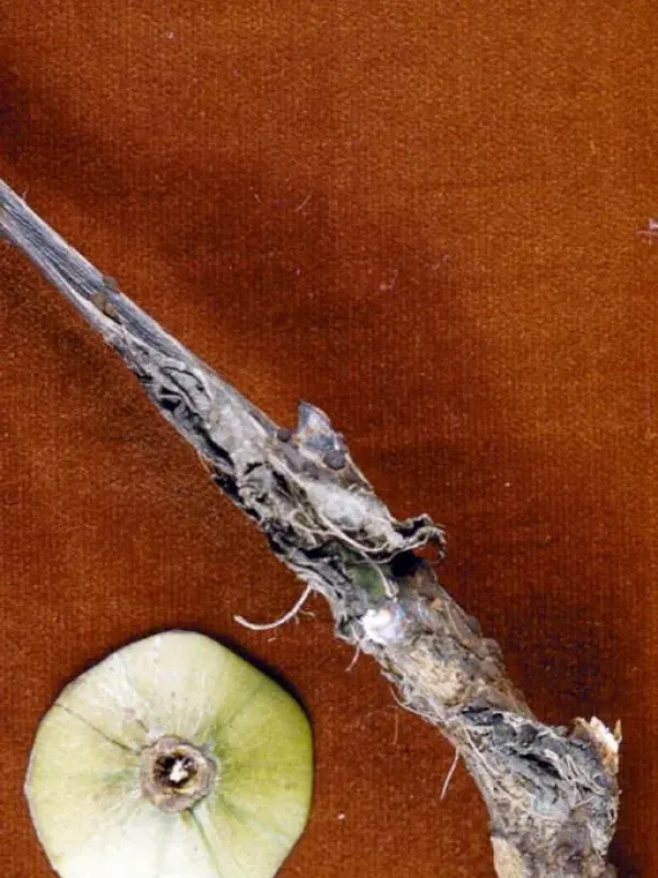 Ceratobasidium ochroleucum