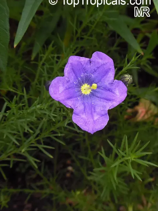 Nirenbergia