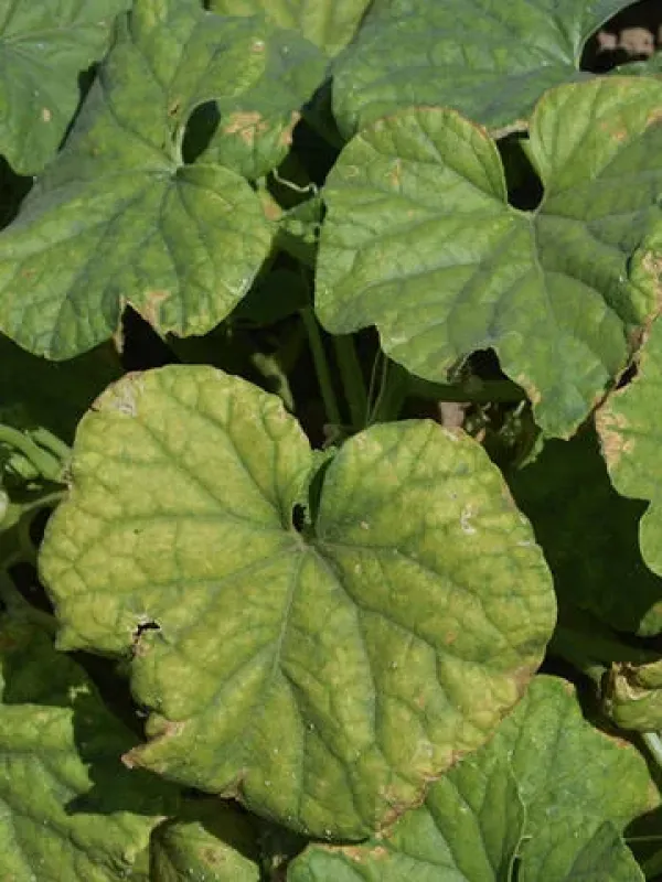 Cucurbit chlorotic yellows virus
