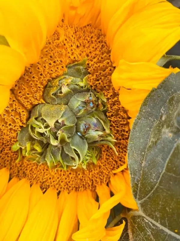 Sunflower phyllody